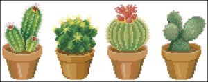 Cactuses