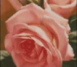 Триптих "Розы чайные"