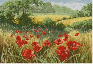 A host of poppies