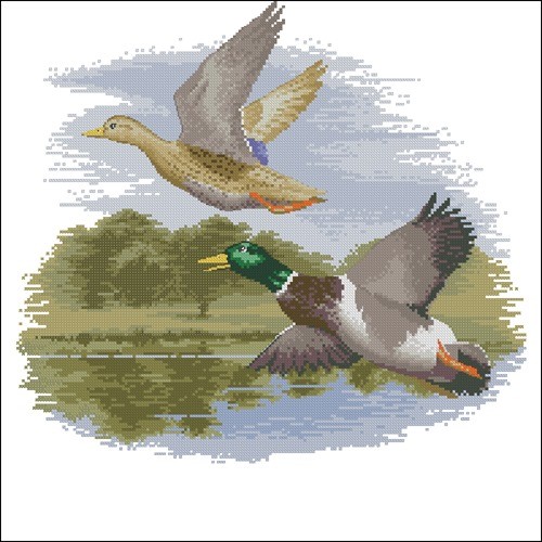 Mallard Ducks in Flight