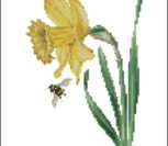 TG 1087 Daffodil