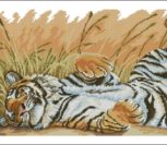 Тигр отдыхает