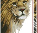 Wildlife Series - Lion