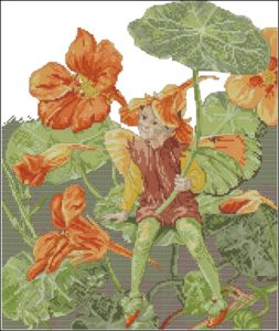 Nasturtium Fairy