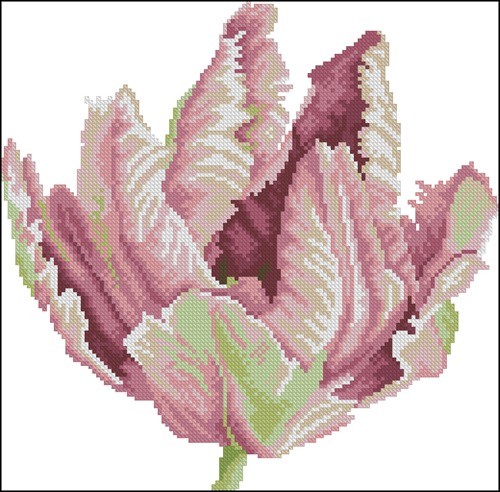 Tulip