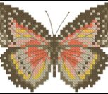 Motyl Brazowy
