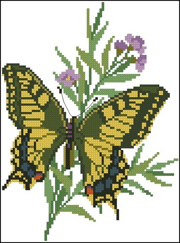 Papilio Machaon fra Alaska