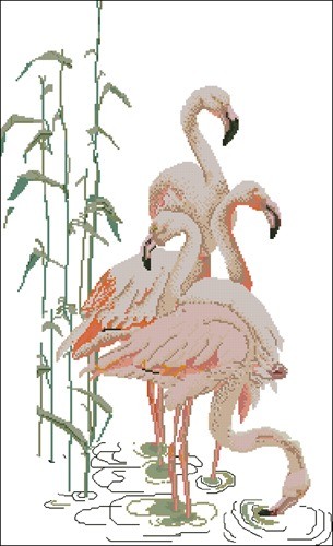 Flamingos