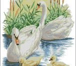Swan Family on the River