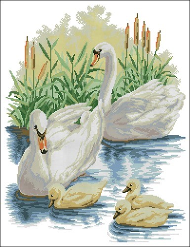 Swan Family on the River