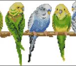 5 попугаев
