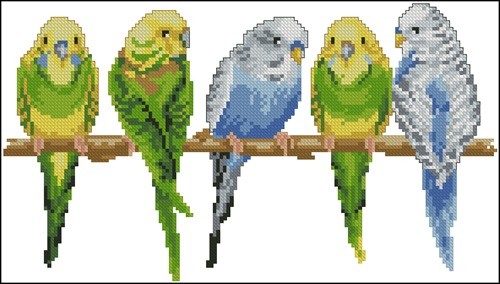 5 попугаев