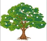 Денежное дерево