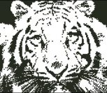 Взгляд тигра (контурами)