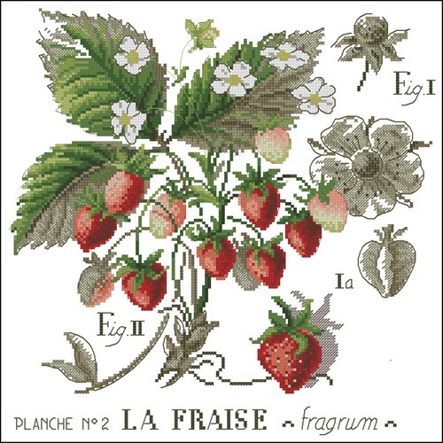 L'etude aux fraises