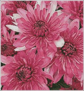 Pink Chrysanthemums