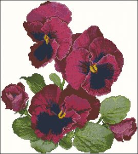 Ruby pansies