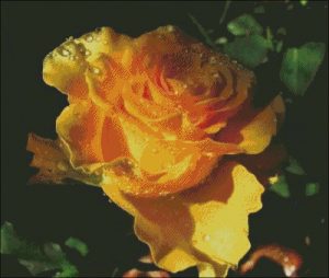Желтая роза в росе