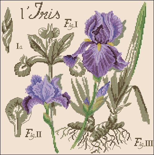 L'iris. Etudes de Botanigue