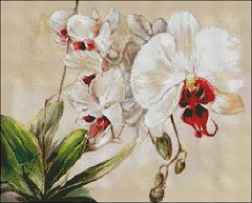 Орхидея акварелью