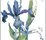 Dutch Irise