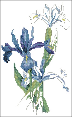 Dutch Irise