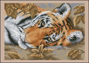 Beguiling Tiger