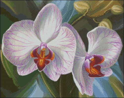 Белая орхидея, акварель