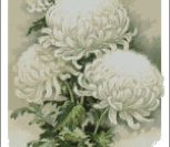Белые хризантемы