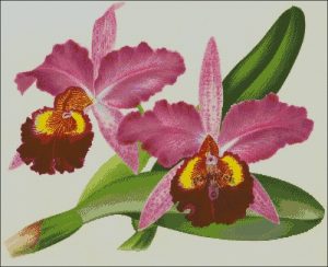 Орхидея Катлея - Хардьяна