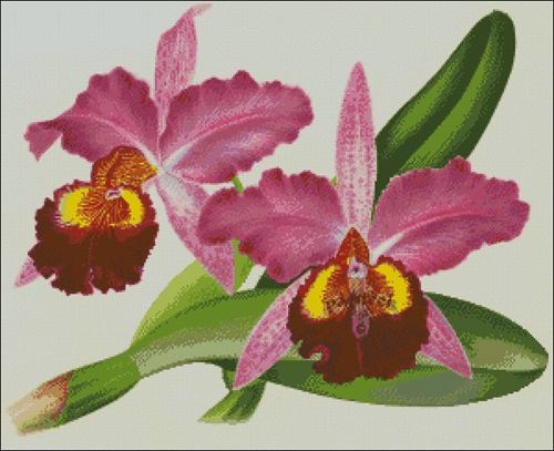 Орхидея Катлея - Хардьяна