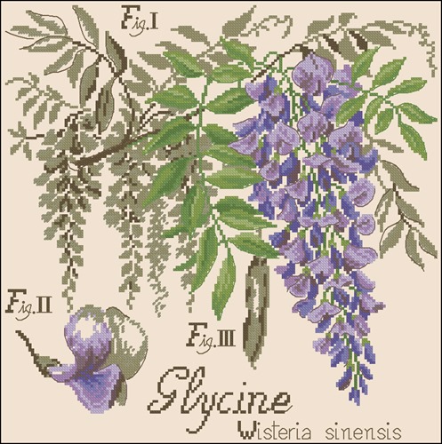La glycine. Etudes de Botanigue