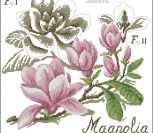 Flower&shadow-magnolia