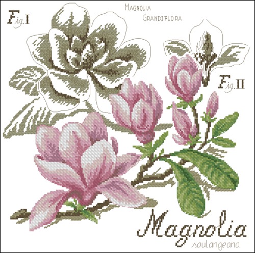 Flower&shadow-magnolia