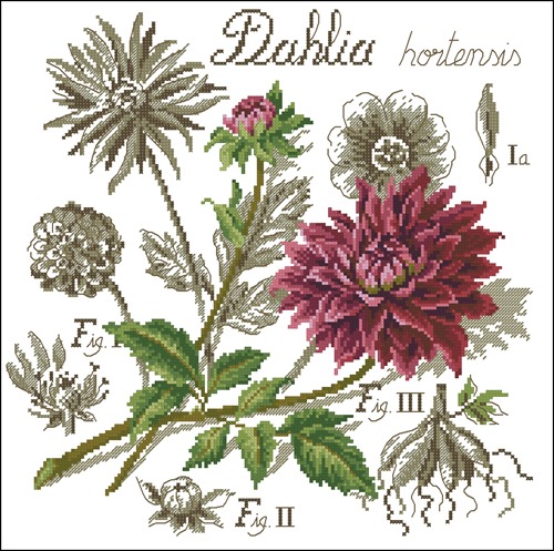 Flower&shadow-Dahlia
