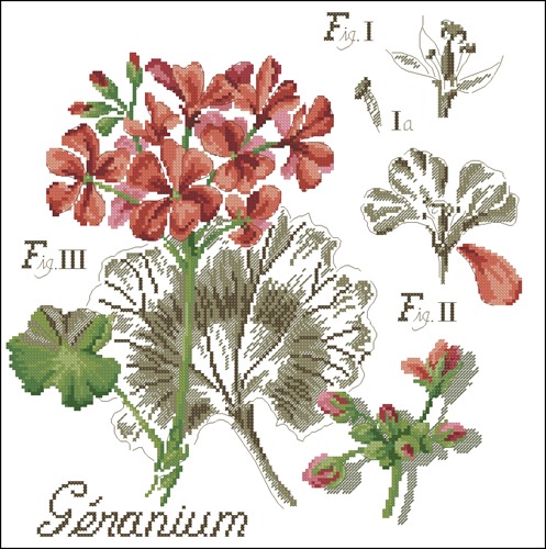 Flower&shadow-geranium