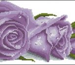 Фиолетовая роза в росе