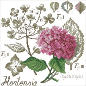 Etide Botanique - Hortensia