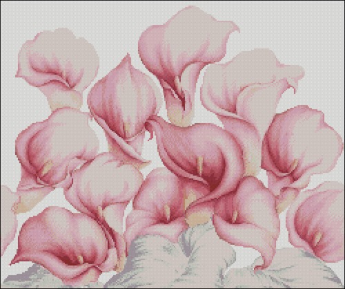 Каллы розовые