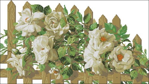 Белые розы на заборе