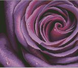 Deep Violet Rose