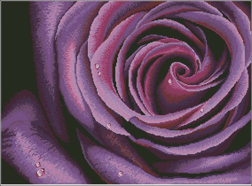 Deep Violet Rose