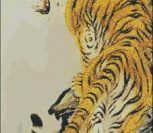 China tiger