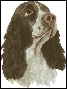 Springer Spaniel