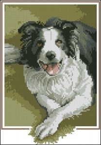 Border Collie