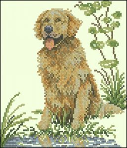 Golden retriver