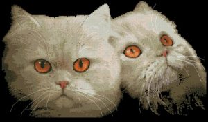 Persian Cats