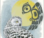 Snowy Owl by Sue Coleman