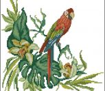 Анкор попугай