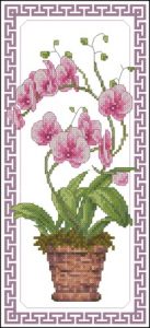Orchid Фаленопсис